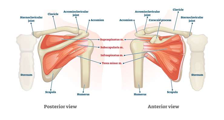 SC-Gelenk Luxation SC-Gelenk Luxation - Verrenkung des Brustbein-Schlüsselbeingelenks. Behandlung in München durch Prof. Dr. med. Martetschläger