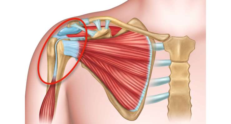 Verletzung der langen Bizepssehne Verletzung der langen Bizepssehne. Behandlung in München durch Prof. Dr. med. Martetschläger
